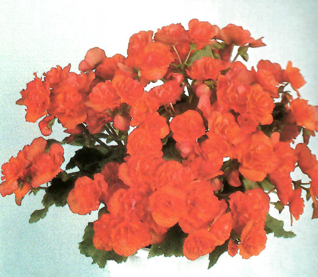 B. ‘Tacora’